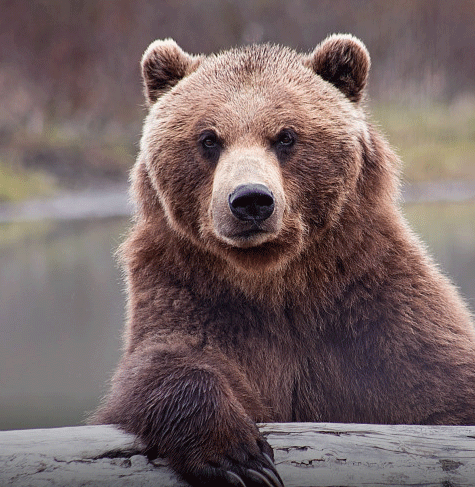 Medve